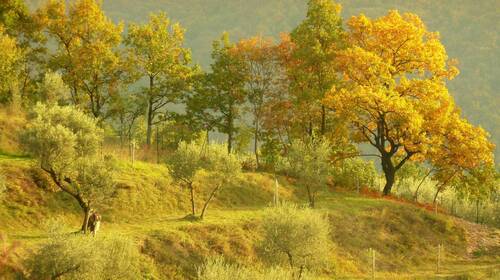 Gyris si feminas suppetere ter.